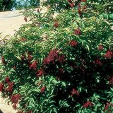 الخمان الأسود