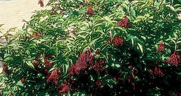 الخمان الأسود