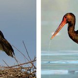 اللقلق الأبيض في العش . اللقلق الأسود أثناء صيد السمك