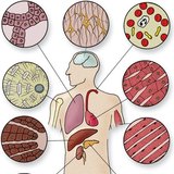 أنواخ الخلايا في الأنسجة