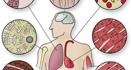 أنواخ الخلايا في الأنسجة