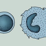 خلايا جهاز المناعة