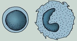 خلايا جهاز المناعة