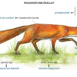 A róka ragadozó életmódhoz alkalmazkodott szervei, testrészei A róka ragadozó életmódhoz alkalmazkodott szervei, testrészei