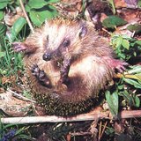 قنفذ ملتف حول نفسه - 1