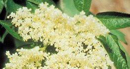 زهرة الخمان الأسود