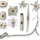 أشكال الخلايا