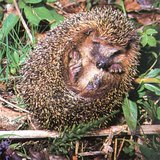 قنفذ ملتف حول نفسه - 2