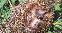 قنفذ ملتف حول نفسه - 2