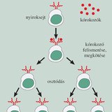 Ellenanyaggal történő védekezés