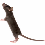 جرذ