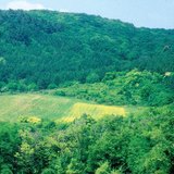 أرض برية في الغابة