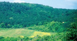 أرض برية في الغابة