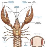 A folyami rák felépítése