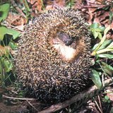 قنفذ ملتف حول نفسه - 3