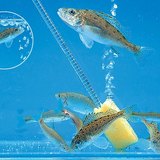 أسماك في الحوض