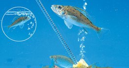 أسماك في الحوض