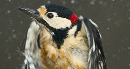 نقار خشب مرقط كبير أثناء تحليقه عن الماء