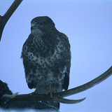 مرزة المستنقعات