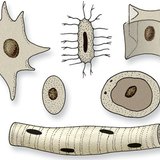 نوى ذات أشكال مختلفة