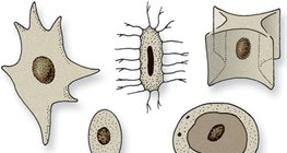 نوى ذات أشكال مختلفة