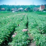 ازدهار نبات البطاطس