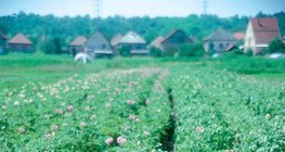 ازدهار نبات البطاطس