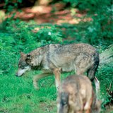 سلف الكلب: الذئب