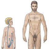 تنظيم هرمونات الخصي