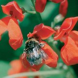 حشرات تقوم بالبحث عن الغذاء