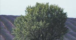 زراعة الخزامى