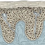 البشرة شو الأدمة