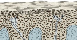 البشرة شو الأدمة