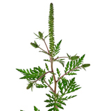 عشبة الرجيد