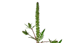 عشبة الرجيد