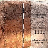 Barna erdőtalaj metszete