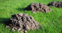 الأكوام الترابية للخلد