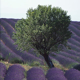 مزرعة الخزامى في مكان ما في أوروبا