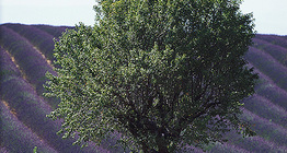 مزرعة الخزامى في مكان ما في أوروبا