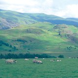 غنم في احدى مراعي الجزر البريطانية