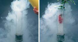 الهواء السائل يجمد الزهرة ولذلك تنكسر بسهولة