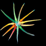 شعيرة نجمية