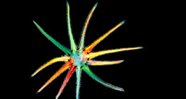 شعيرة نجمية