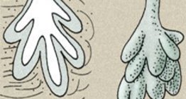 غدد الجلد: غدة دهنية