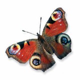 الفراشة الطاووسية الأوروبية