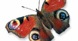 الفراشة الطاووسية الأوروبية