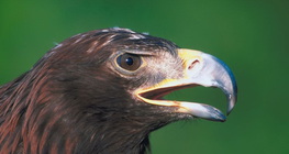 عقاب أبيض الذنب