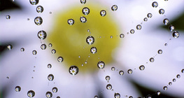 قطرات من الماء على شبكة العنكبوت