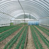 داخل البيت الزجاجي