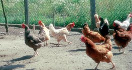 أنواع مختلفة من الدجاج